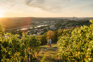 Sonnenuntergang-im-Weinberg