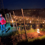 Weinernte nach Spätfrost im April 2024 eher beschaulich