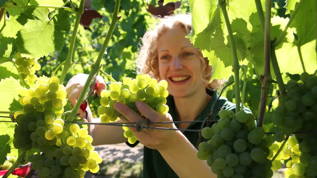 Start der Weinlese für den Goldriesling | Schloss-Wackerbarth
